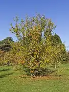 Pommier Malus sieversii.