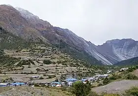Pisang