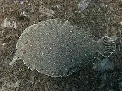 Bothus podas
