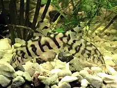 Spécimens en aquarium