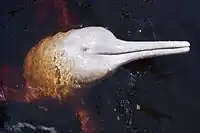 Photo d'une tête d'un dauphin rose de l'Amazone.