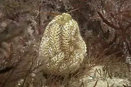 Botrylloides anceps