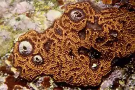 Botryllus leachii