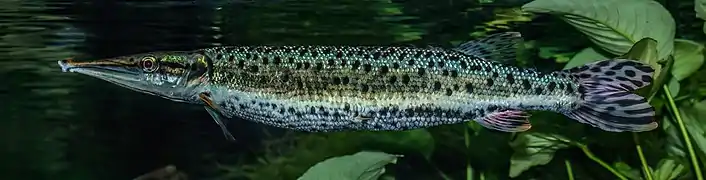 Boulengerella maculata.