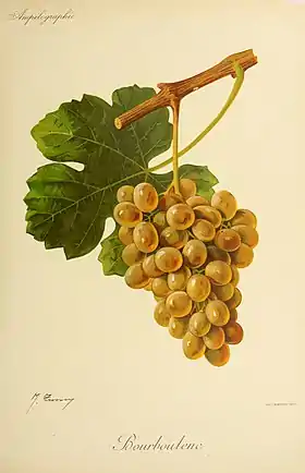 Bourboulenc