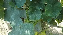 Bouillie bordelaise sur des grappes de raisin près de Monte Vibiano (Italie).