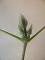 Bouton floral d'une clématite