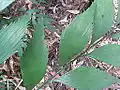 Marge serrée des pennes sur une plante sauvage de la forme du lac Tinaroo