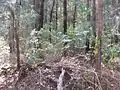 Bowenia près du Lac Tinaroo,