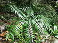 Bowenia spectabilis à Mossman Gorge,