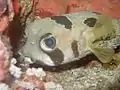 Poisson coffre
