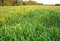 Brachiaria.