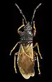 Brachyplax tenuis, Toulouse.