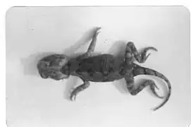 Brachysaura minor.