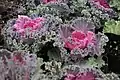 Cultivar 'Peacock Red'.