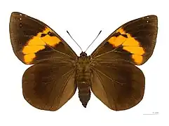 ♀ - MHNT