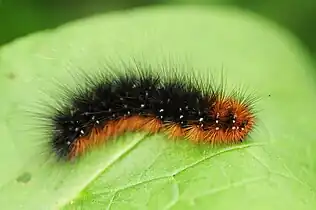 Chenille.