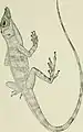 Anolis rupinae ...