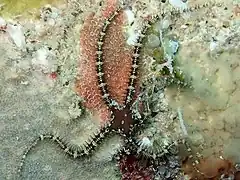 Breviturma pusilla