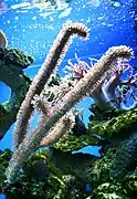 Briareum asbestinum
