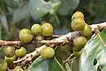Fruits