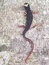 Salamandre à lunette