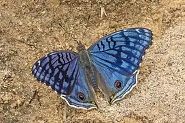 Junonia rhadama
