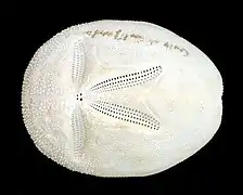 Brissus obesus