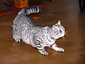 British black mackerel tabby.