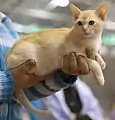 Chaton burmese anglais roux