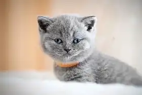 Image illustrative de l’article Céleste (chat)