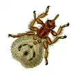 Mouche du Mouton.