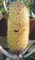 Inflorescence