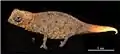Brookesia micra adulte