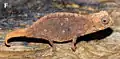 Brookesia micra femelle