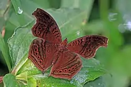 Junonia stygia