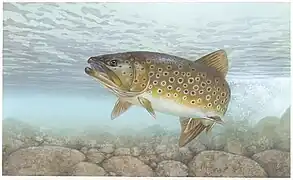 Salmo trutta