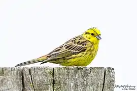 Bruant jaune mâle.