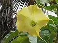 Fleur vue du dessous