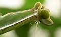 Propagules au bord d'une feuille