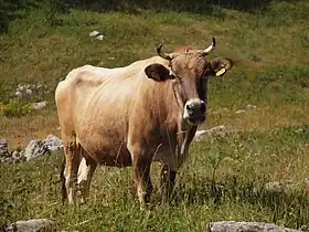 Vache Buša.