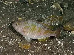 Calotomus japonicus