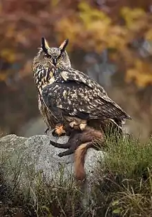 Hibou grand-duc posé sur un rocher et tenant dans ses serres une Martre des pins.