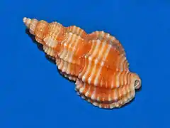 Phos senticosus