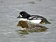 Bucephala islandica