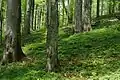 Forêt primaire d'Ouholka-Chyrokyï Louh.