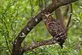 Parc national des Sundarbans,  Inde et Bengale Occidental