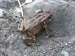 Sclerophrys gutturalis