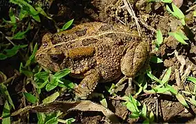 Sclerophrys gutturalis