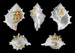 Bufonaria rana